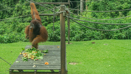 A large orangutan is feeding. Fruits are laid out on the boardwalk. The animal is holding on to a rope.  Bananas in its paw. There is tropical vegetation around. Malaysia. Borneo. Sandakan. © Вера 