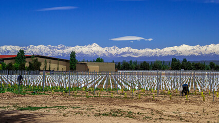 Fototapeta na wymiar We see a beautiful new plantation of fallow vines, impeccable rows, a large Mendoza winery, along the wine roads, and in the background the beautiful Andes mountain range.