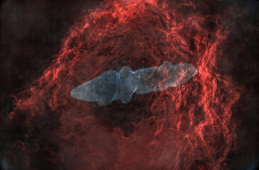 Flying Bat and Giant Squid Nebula 1 - obrazy, fototapety, plakaty
