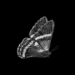 butterfly hand drawing vector isolated on black background.