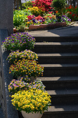 玄関先の春の鉢植えの花20220417