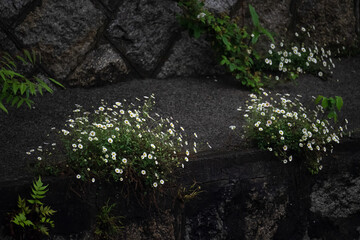 雨の日の雑草の白い花20231228
