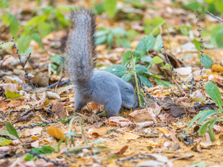 Squirrel in autumn hides nuts on the green grass with fallen yellow leaves