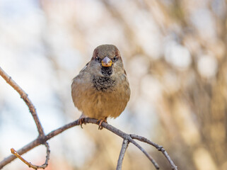 Sparrow sits on a branch without leaves.