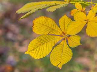 Yellow Horse chestnut leaves in autumn