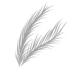 Obraz premium Coconut leaves shadow 