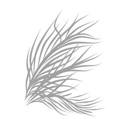 Coconut leaves shadow 