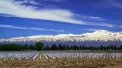 
We see a beautiful new plantation of fallow vines, impeccable rows, a large Mendocino vineyard, along the wine roads, and in the background the beautiful Andes mountain range.