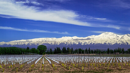 Fototapeta premium We see a beautiful new plantation of fallow vines, impeccable rows, a large Mendocino vineyard, along the wine roads, and in the background the beautiful Andes mountain range.