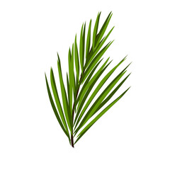 Green coconut leaves 