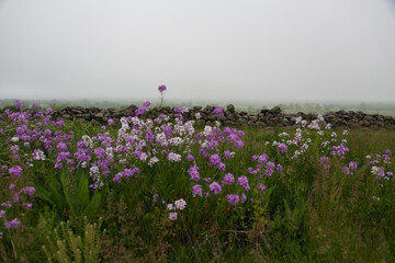 Dames Rocket blooming in the fog at the Gettysburg National Military Park, Site of the bloodiest...