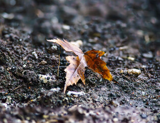Autumn maple leaf on the ground in winter