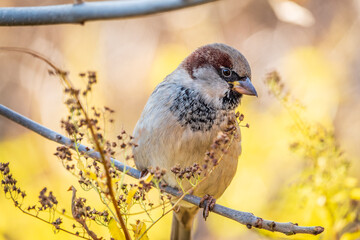 Sparrow sits on a branch without leaves.