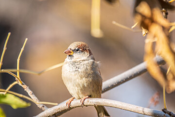 Sparrow sits on a branch without leaves.