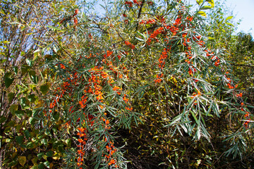 Sea-buckthorn