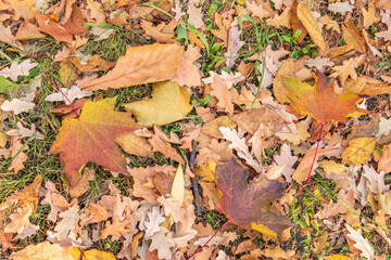 Orange, brown and yellow fallen oak leaves in the sunlight.