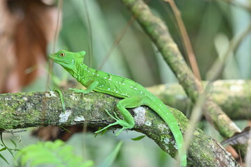 Green Basilisk 1 - Costa Rica