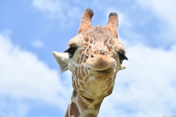 giraffe head close up 1