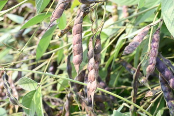 Green pigeon pea pod. Its other names Cajanus cajan, pigeonpea, red gram or tur. This is a perennial legume from the family Fabaceae.
