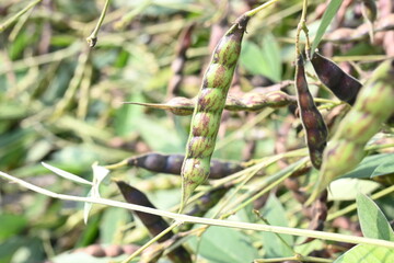 Green pigeon pea pod. Its other names Cajanus cajan, pigeonpea, red gram or tur. This is a perennial legume from the family Fabaceae.