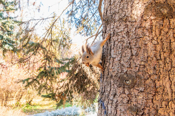 Portrait of a squirrel on a tree trunk