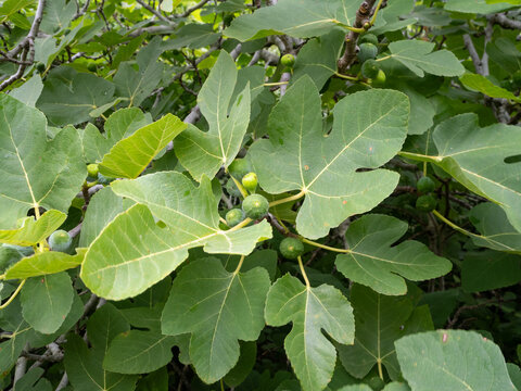 Close Up of a Fig Tree with Unripe Fruit