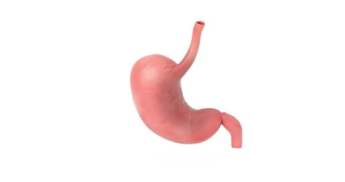 4k Resolution Video: Human Stomach Anatomy Internal Organ Seamless Looped Rotating on a white background with Alpha Matte

