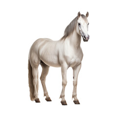 Obraz na płótnie Canvas horse with transparent background