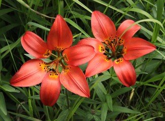 Wood Lily (Lilium philadelphicum) red orange wildflowers in Beartooth Mountains, Montana