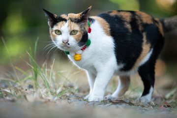 Cat walking in the garden with a green collar around her neck.
