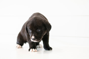 Black Brown White Puppy Against White Background