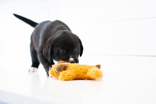 Black Brown White Puppy Against White Background