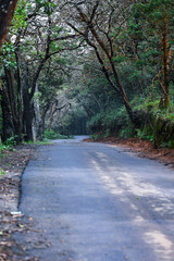 An aesthetic  view of Road through dense forest to a mountain Village called Kinnakorai, Ooty, Tamil Nadu. 