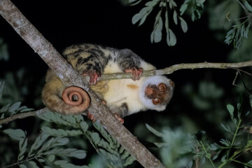 Waigeou cuscus or Waigeou spotted cuscus (Spilocuscus papuensis) observed in Waigeo in West Papua, Indonesia