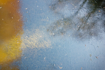 High angle view of green water grass under frozen river in cold winter day.