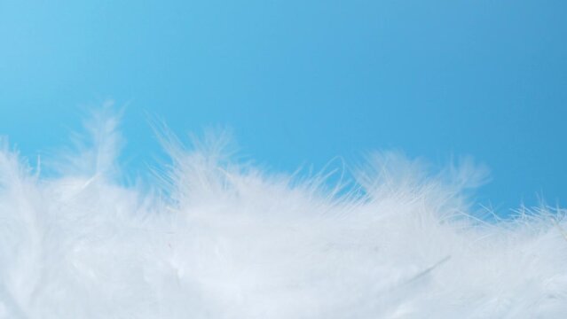 Slow motion white fluffy feathers falling and flying on chroma key background