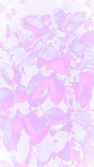 pink rose petals background