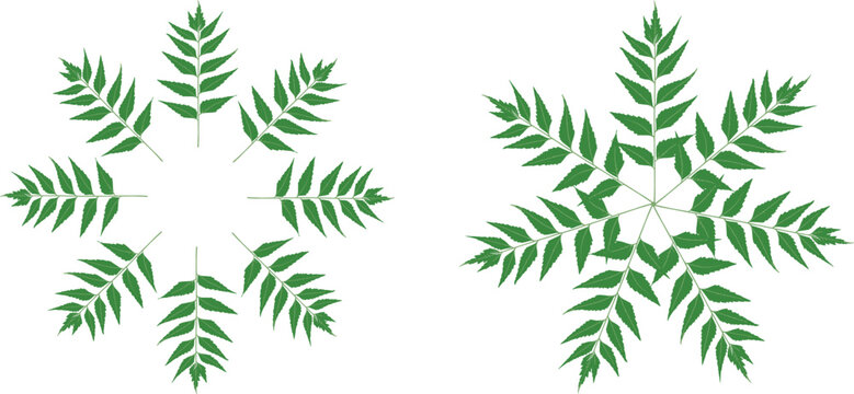 green leaves isolated on white, two laurel wreaths with leaves and ribbons set, hand drawn logo icon illustration leaf frame, 