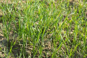 Young green wheat growing in the field. Close-up. Selective focus.