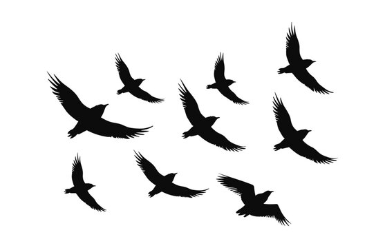 Flock of birds Silhouette Vector art Set, Flying bird flocks black Clipart isolated on a white background