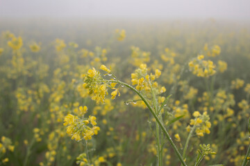 Mustard flower blossoms with dew drops in the morning mist, closeup of photo