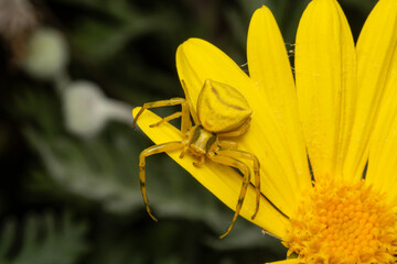 crab spider on yellow daisy