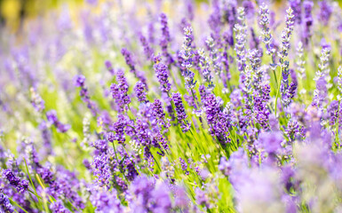 Spring lavender flowers under sunlight. Lilac flowers close up. Beautiful landscape of nature with a panoramic view. Hi spring. long banner