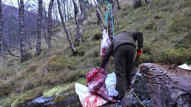 Hunter uses saw to remove ribs, side of deer from butchered carcass in the field