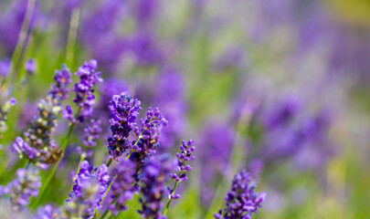 Spring lavender flowers under sunlight. Lilac flowers close up. Beautiful landscape of nature with a panoramic view. Hi spring. long banner