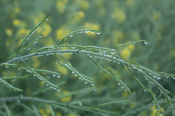 Dew drops on a mustard of plant with yellow flowers in the background