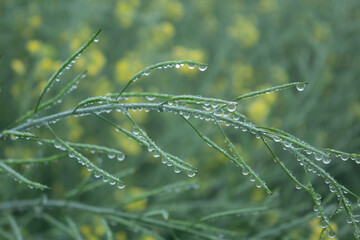 Dew drops on a mustard of plant with yellow flowers in the background