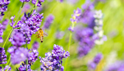 Spring lavender flowers under sunlight. Bees pollinate flowers and collect pollen. Lavender honey....