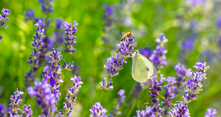 Butterflies on spring lavender flowers under sunlight. Beautiful landscape of nature with a...