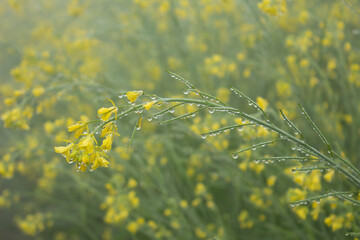 Mustard flower blossoms with dew drops in the early morning.